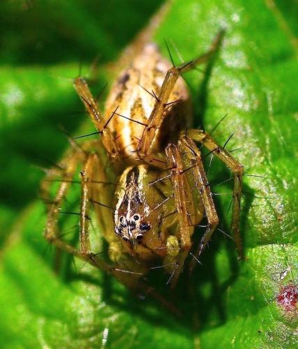 Réf. 218 112 : Oxyopes sp.